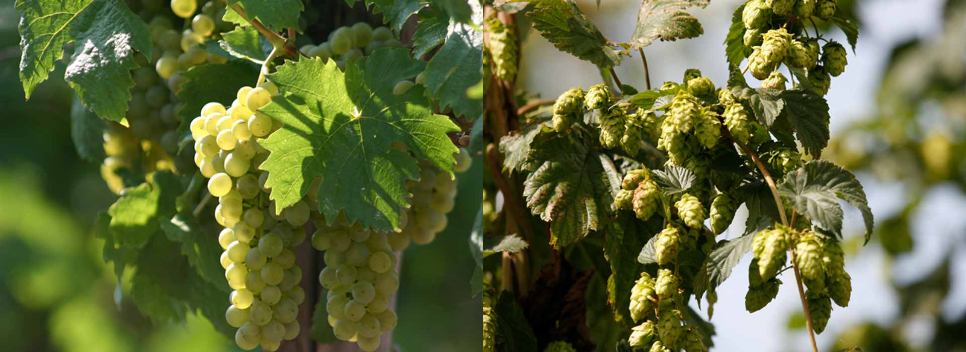 Ebrach Klosterbräu Wein Bier Franken