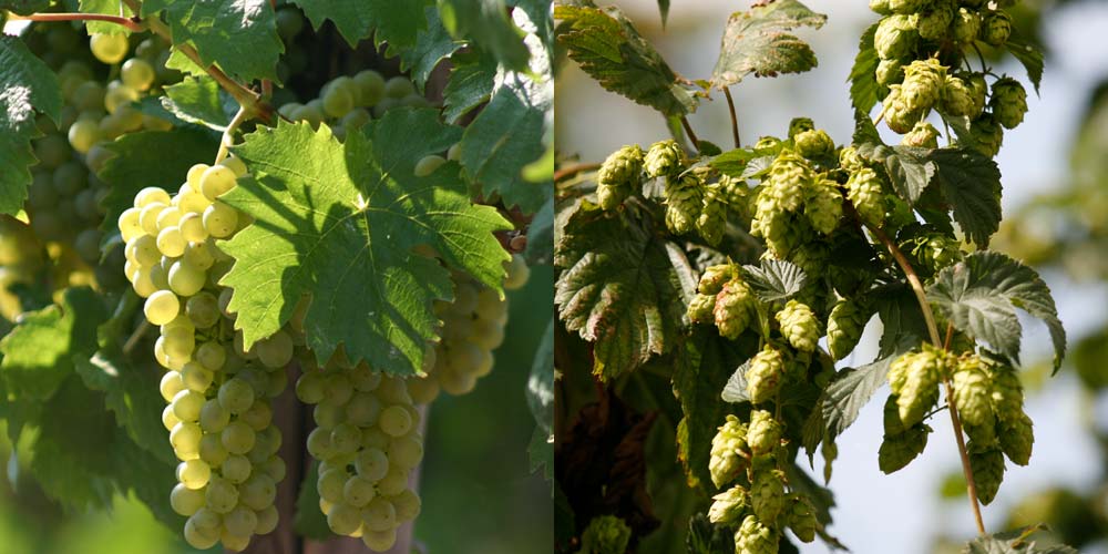 Wein Bier Franken Hotel Ebrach Landidyll